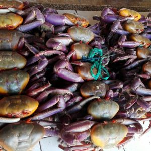 ECUADOR NO EXPORTARÁ CANGREJOS POR SEIS AÑOS UNA MEDIDA QUE BUSCA PROTEGER LOS MANGLARES Y A LOS RECOLECTORES